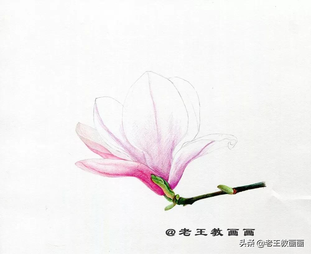 玉兰花该怎么画,画玉兰花的最佳方法