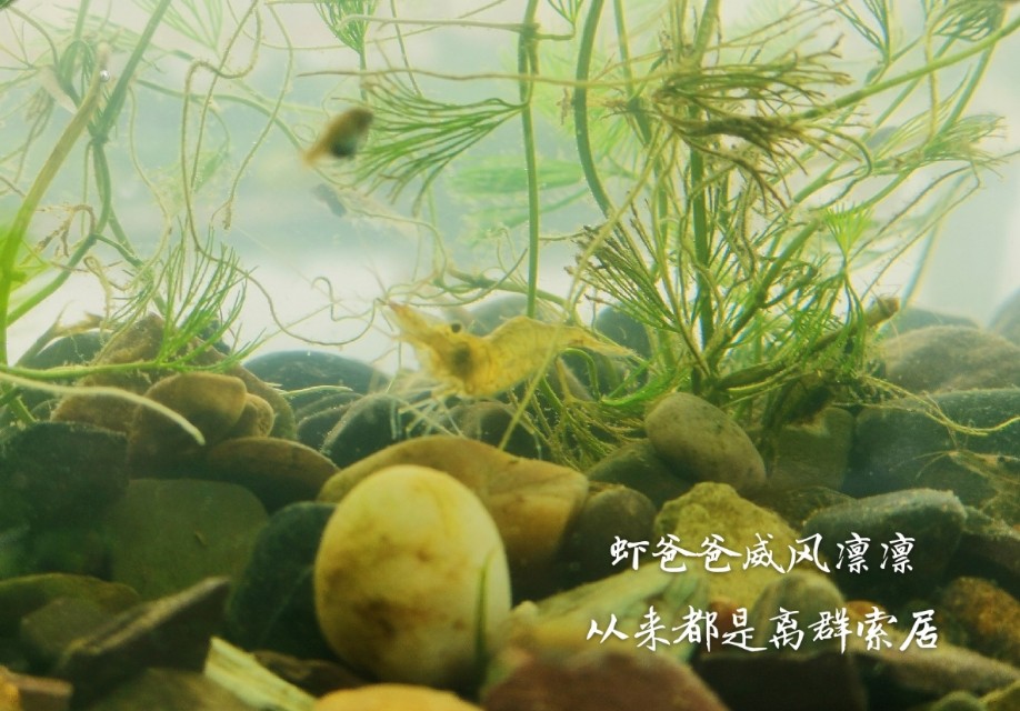 捉虾趣事作文,养虾的趣事视频