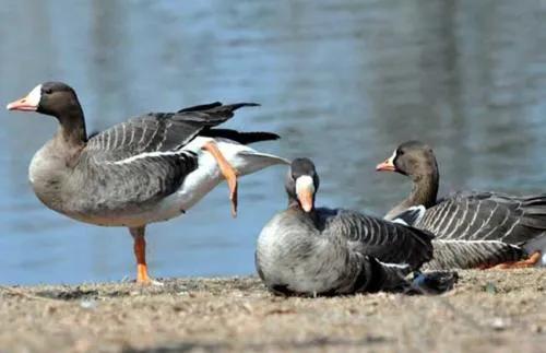 贩卖野生一级保护动物判多少年,警方严查野生动物犯法吗