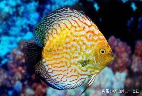 世界上最漂亮的鱼第一名,世界上最美的孔雀鱼