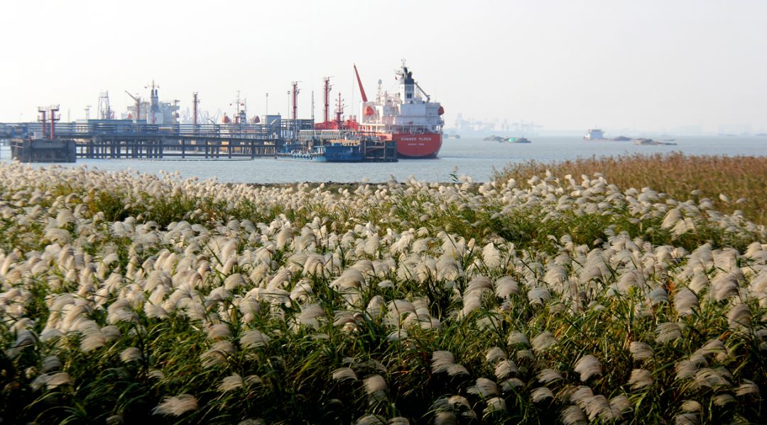 江阴长江之星农业湿地生态园,江阴利港黄丹村湿地保护区