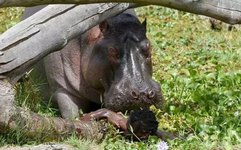 河马发疯有多可怕咬碎狮子头骨,河马杀死狮子真实视频