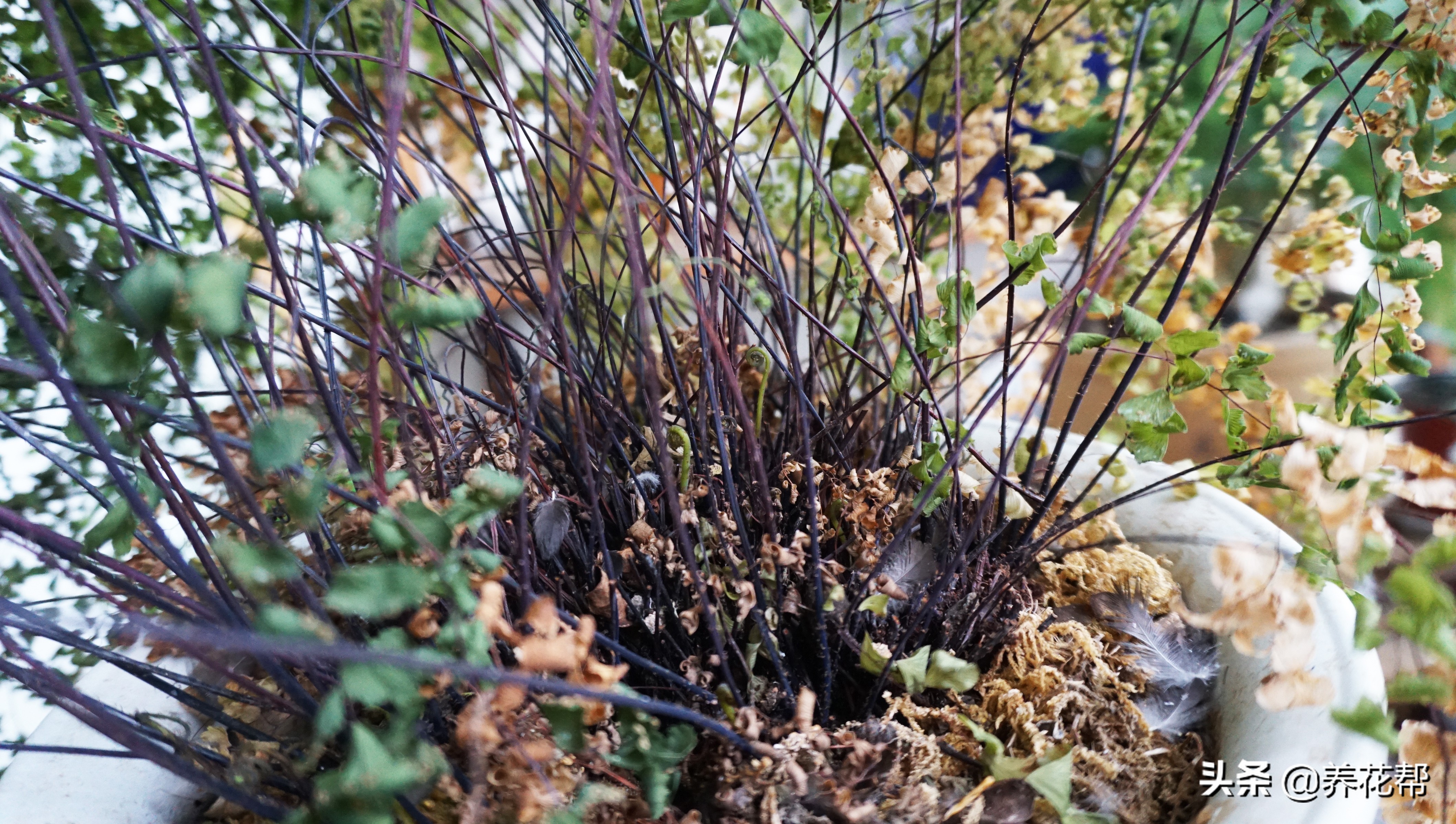 铁线蕨枯叶、黄叶不必慌,这样处理明年照样长爆盆