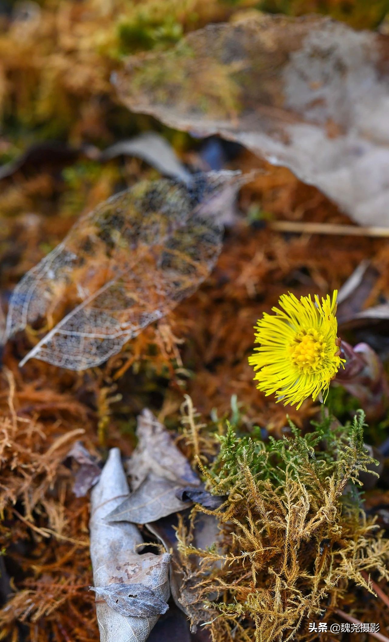 雪+雾凇+侧金盏+款冬=一次完美寻花之旅