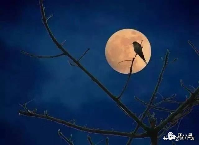 年轻时和中年读张爱玲,读张爱玲的一生有感