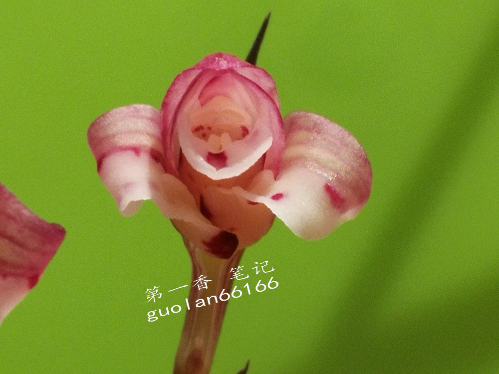 娇美可人的凤冠由来图片,娇美可人的凤冠图片