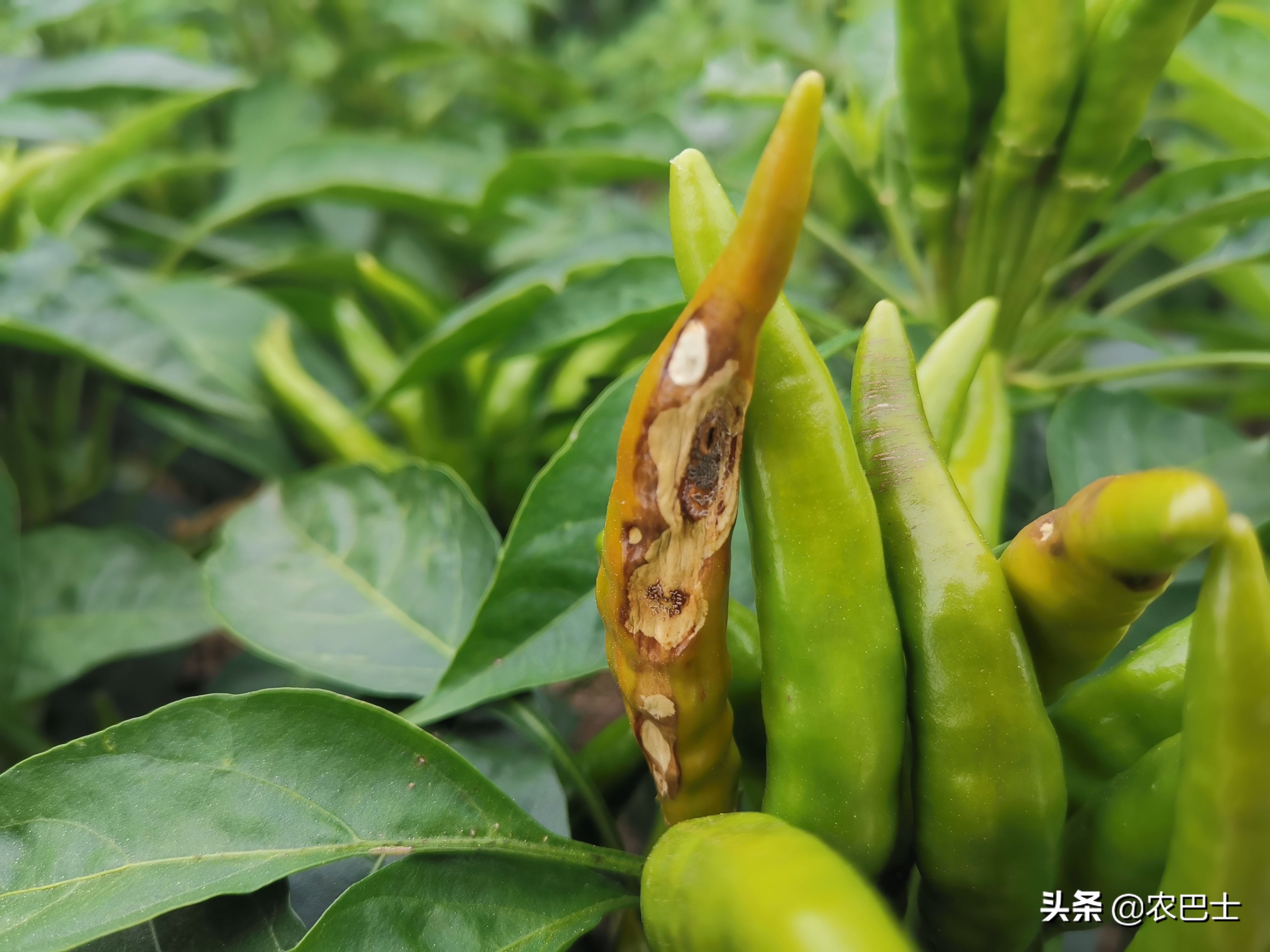 辣椒日灼病和脐腐病,朝天椒辣椒日灼病防治方法