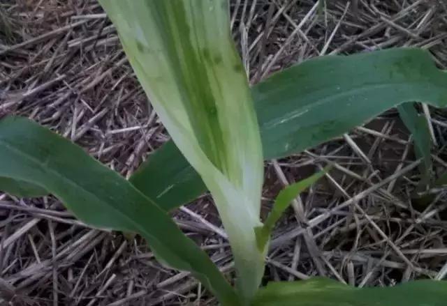除草剂几天可以灭草,不用除草剂就灭草的配方