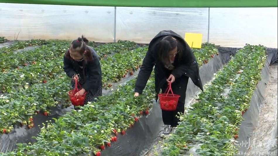 新春走基层村里过年,新春走基层大棚