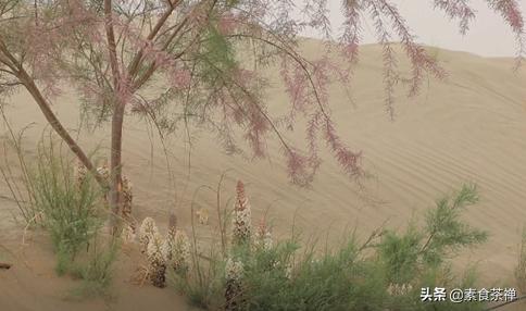 沙漠人参肉苁蓉哪里的最好,肉苁蓉生长环境与沙漠优势