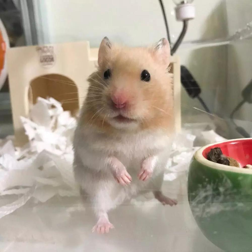 仓鼠过于肥胖如何减肥,仓鼠过于肥胖怎么减肥