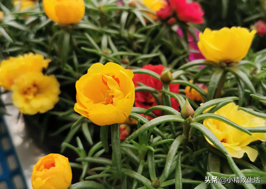 花草种子几月份播种最好,花草播种