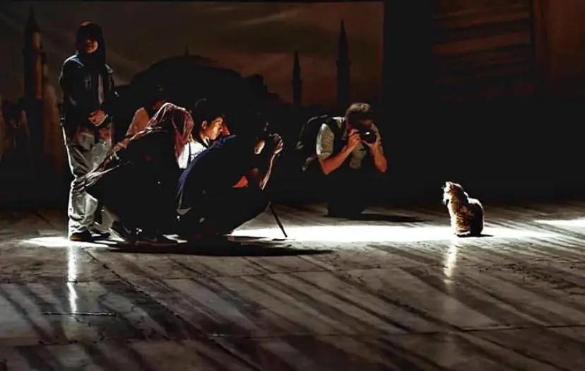 去土耳其当猫好吗,在土耳其做一只幸福的猫