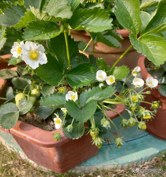 草莓在家里怎样才能种的又大又甜,原来草莓还可以这样种长见识
