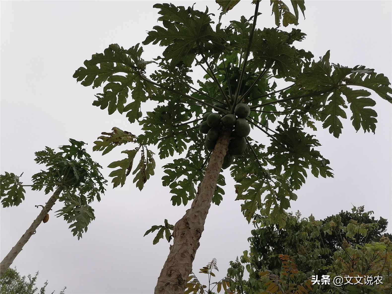 如何培育番木瓜的两性株和雌株,北方能种的番木瓜新品种