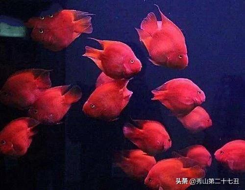 世界上最漂亮的鱼第一名,世界上最美的孔雀鱼