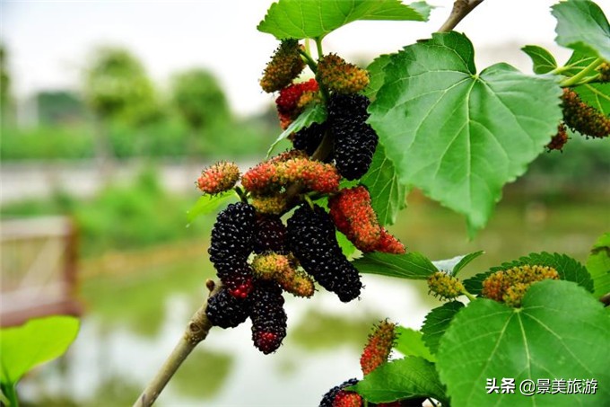 南海渔耕粤韵文化园,广东渔耕文化旅游园