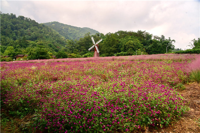 肇庆市粉黛乱子草,肇庆德庆盘龙峡薰衣草
