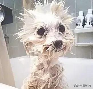 科学养犬四个标准是指哪些,科学养宠攻略狗不能吃什么