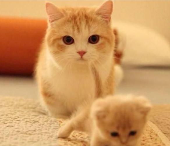 不能对猫咪做这三种事 (猫咪这三种行为一定要打)