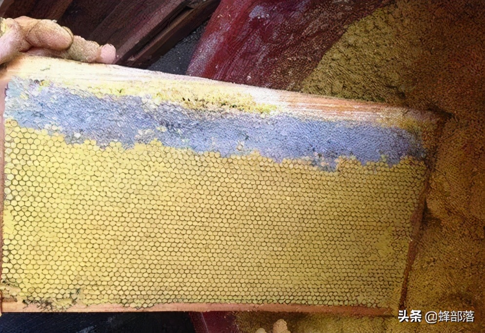 蜜蜂秋繁快速繁蜂法和喂养方法,蜜蜂春繁多久可以采蜜