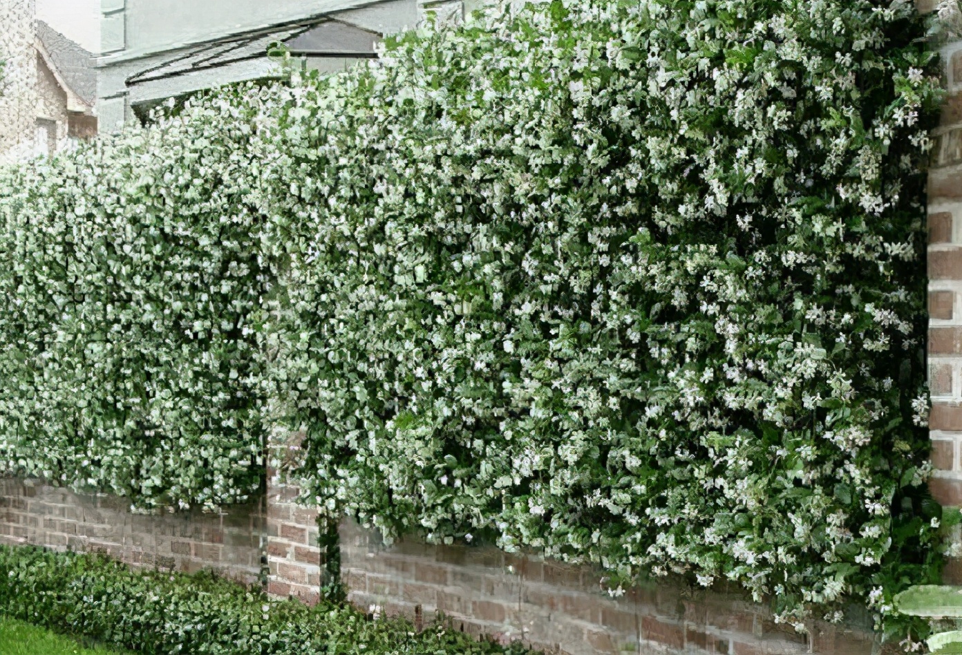 一面花墙种几个品种的藤本月季好,花墙种什么品种好