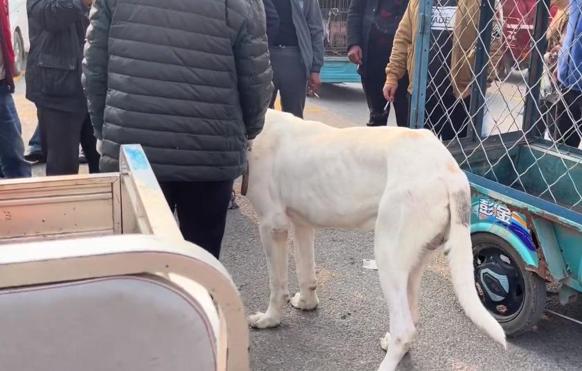 鐙楀競200澶氭枻鐨勪腑浜氱墽缇婄姮瑙嗛,200澶氭枻鐨勪腑浜氱墽缇婄姮鏉ュ埌鐙楀競