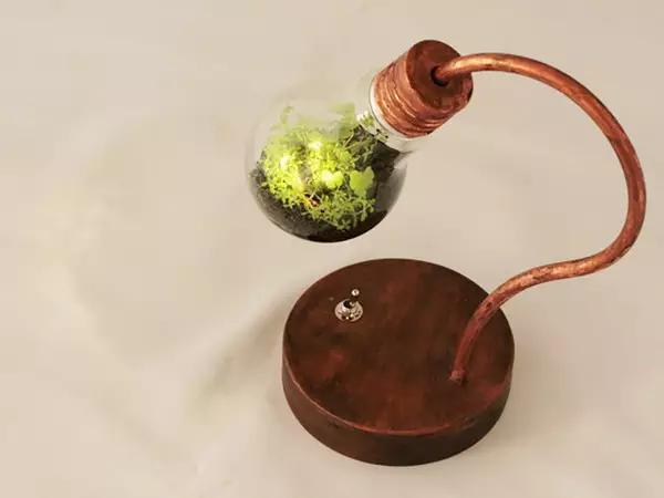 家里花瓶插花放点什么,创意养花花瓶