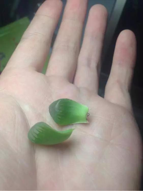 玉露徒长了如何解决,玉露徒长叶子细长干瘪还能恢复吗