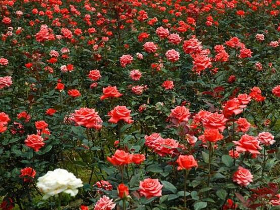 玫瑰花叶子发黄怎么办,玫瑰花叶子发黄的解决方法