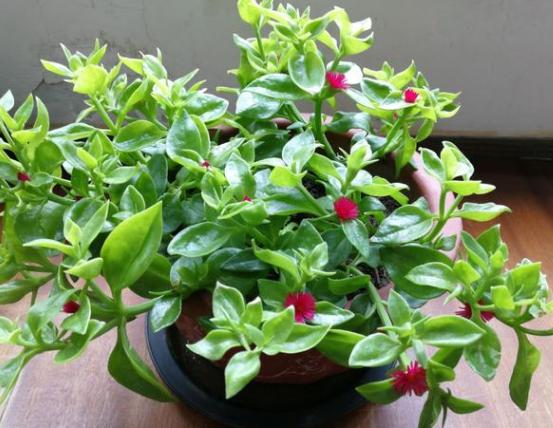 盆栽过期药片怎么处理,怎么用过期药片种花