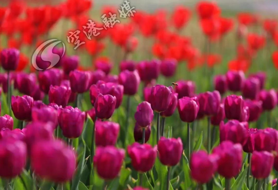 空港花田今天收门票吗,空港花田19.9门票