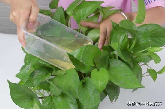 绿萝浇这三种水疯长,绿萝用淘米水浇花的正确方法