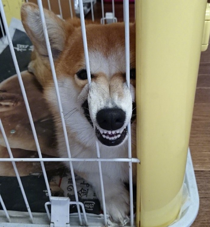 鼻子被压变形会恢复吗,鼻子被挤肿硬硬的