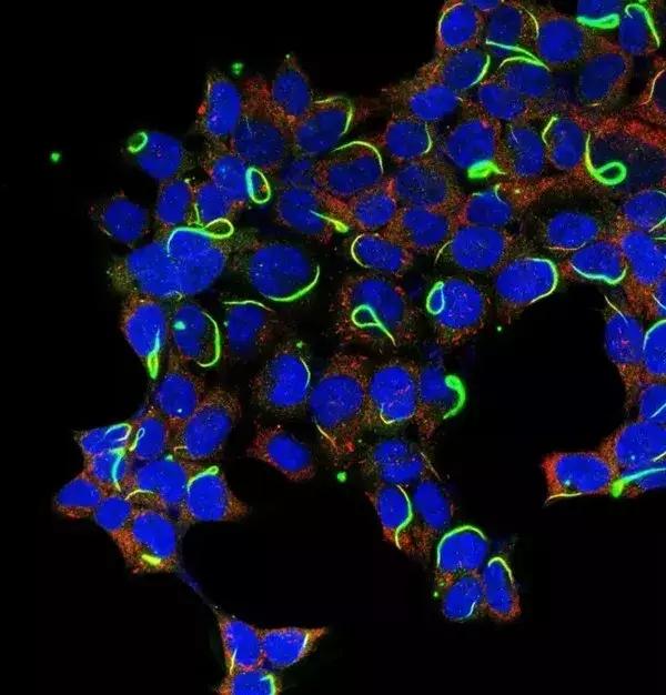 蛇到底是什么样的生物,和眼镜蛇差不多的蛇是什么