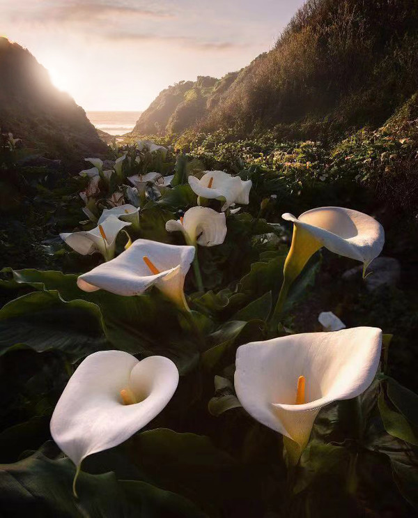 秘籍----移日*法大**