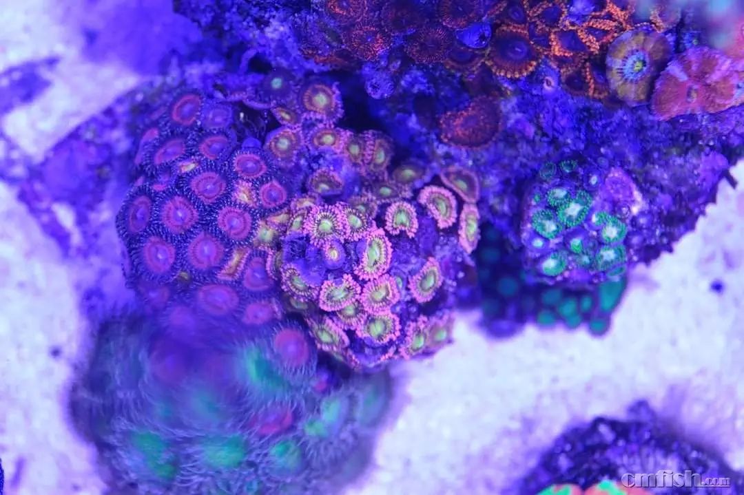 kelo海水灯,kelo灯测评