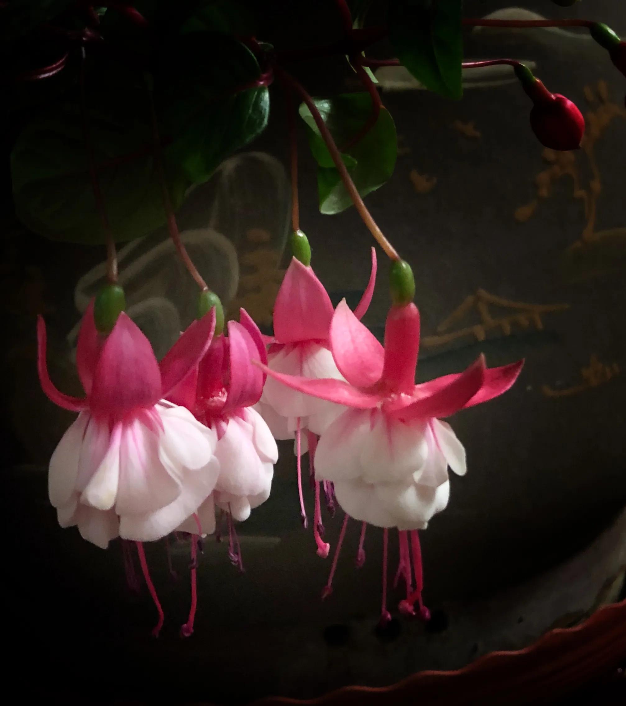 冬日里的鲜花依然盛开,冬日里盛开的第一朵鲜花