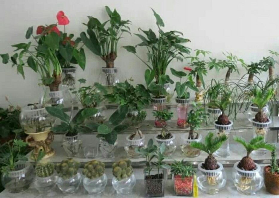 室内水培养花技巧与方法,水培养花哪种最好养