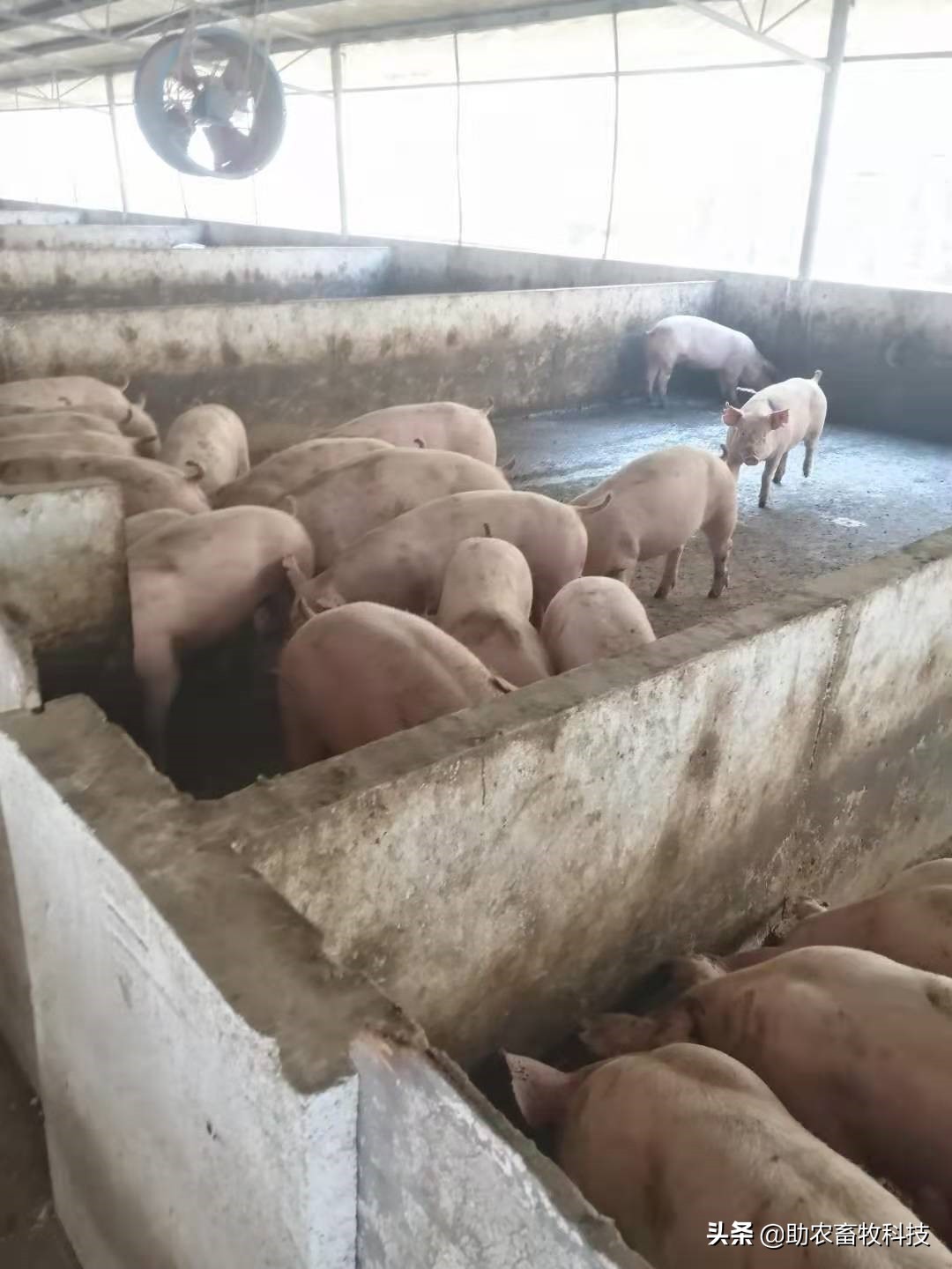 养猪催长剂,养猪有什么催肥最快的药物