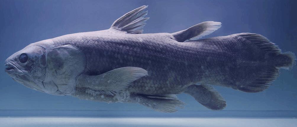 日本当年打捞的海怪,1977年日本捕获海怪照片