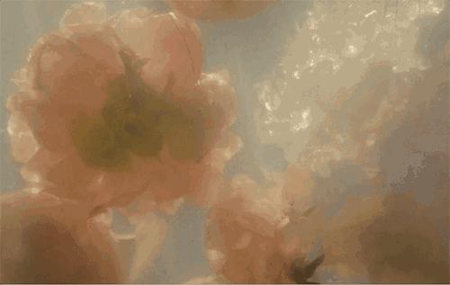 gucci古驰flora经典花之舞女士香水,guccipourhommeii男性淡香水