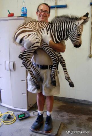 熊猫称完体重后自闭,当熊猫称完体重自闭