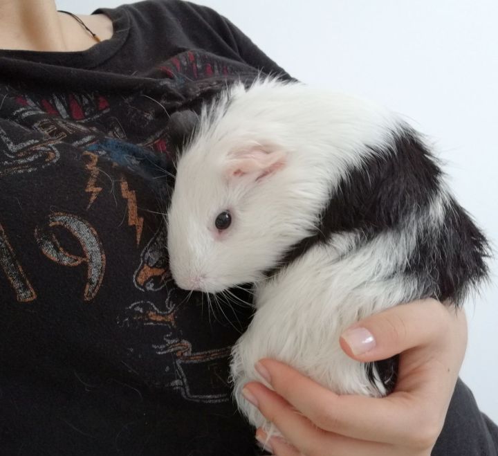 豚鼠长相呆萌可爱,可爱的小豚鼠