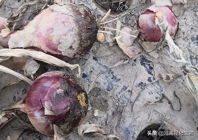 洋葱烂根的治疗方法,洋葱重茬用什么药