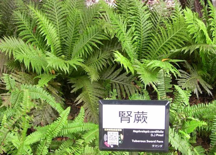 100种常见观叶植物图鉴史上最全,农村常见的100种植物