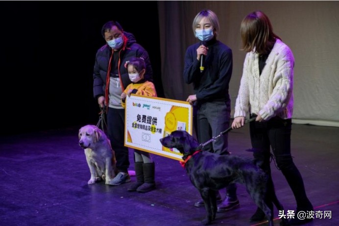 波奇宠物合作联系方式,波奇宠物狗