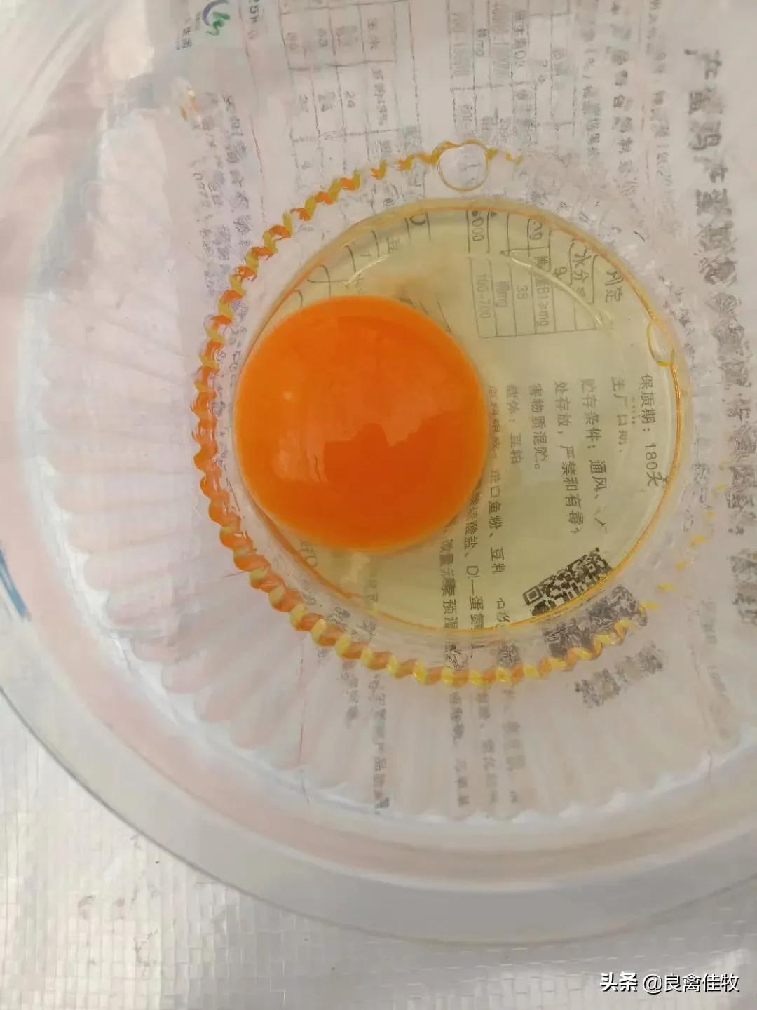 鸡下软壳蛋的最佳治疗方案,鸡下软壳蛋解决方法