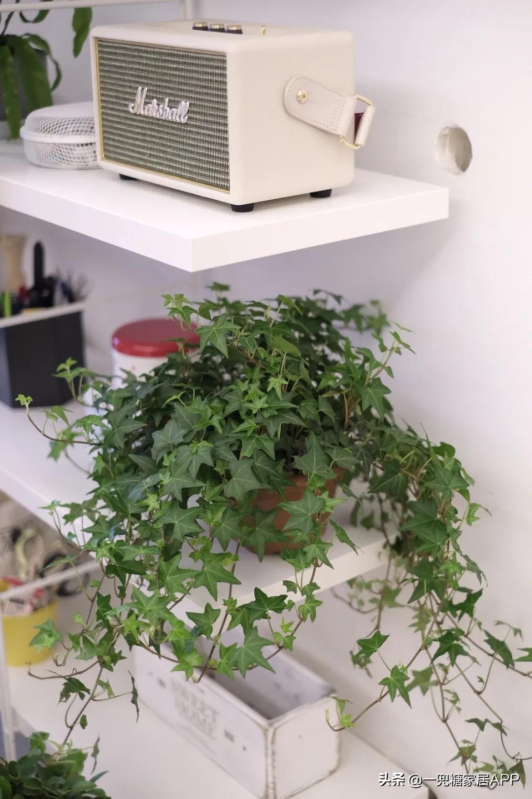 手残党绿植大全,给大家推荐几款超好养的绿植