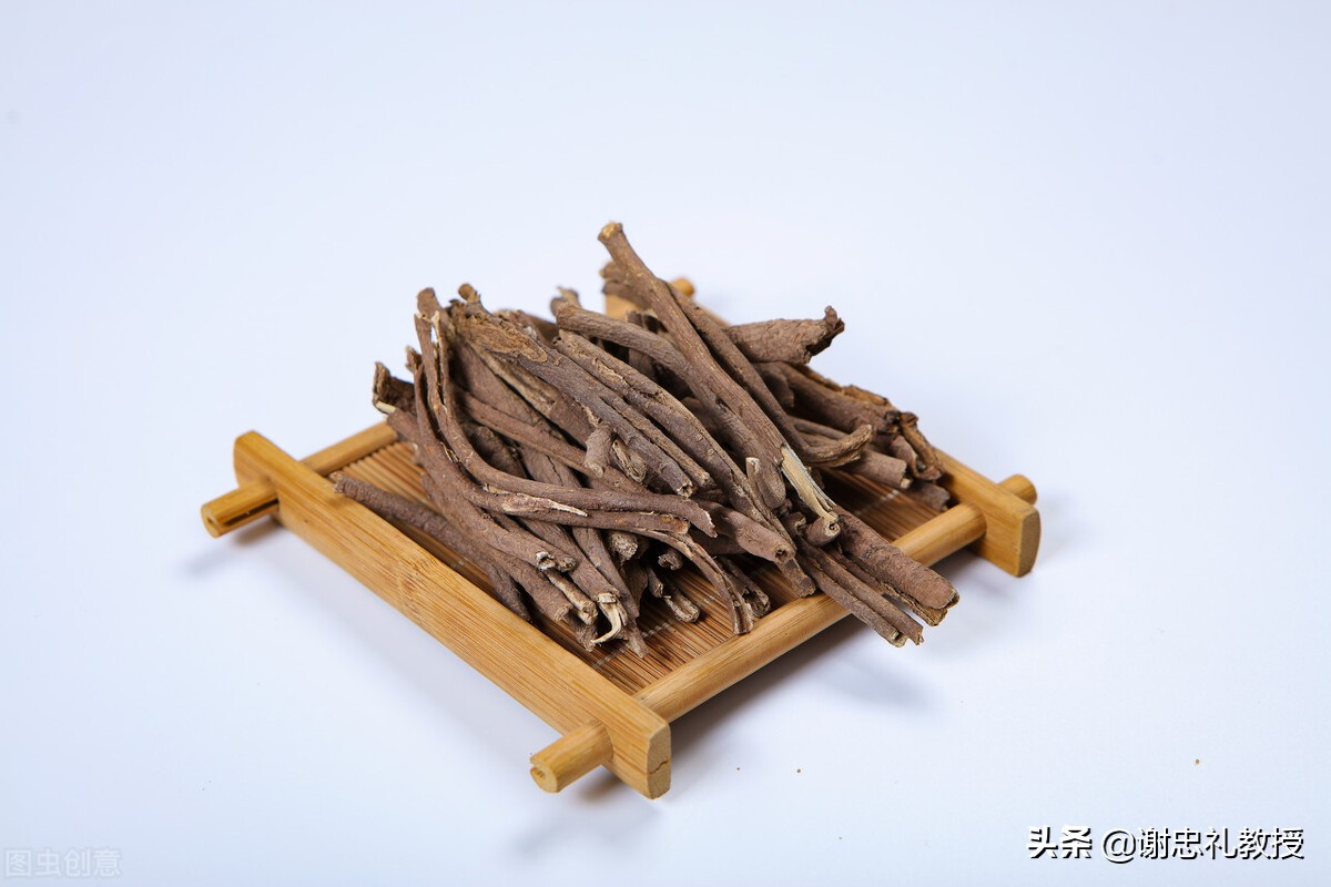 五加皮中药功效速记口诀,五加皮中药调理